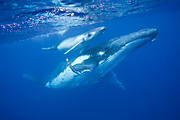 Humpback BUIF 2010