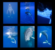 British Underwater Image Festival