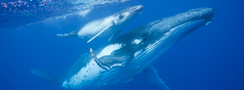 Humpback Whale Breaching