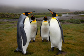King Penguins