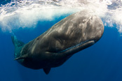 Sperm Whale - Beneath the sea competition