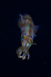 Squid