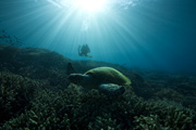 Turtle
