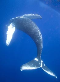Humpback Whale