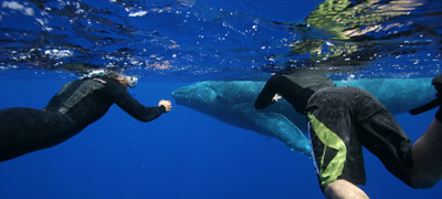 Swim with whales