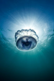 Sperm Whale - Beneath the sea competition