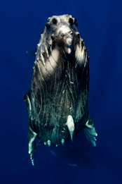 Sperm Whale - Beneath the sea competition