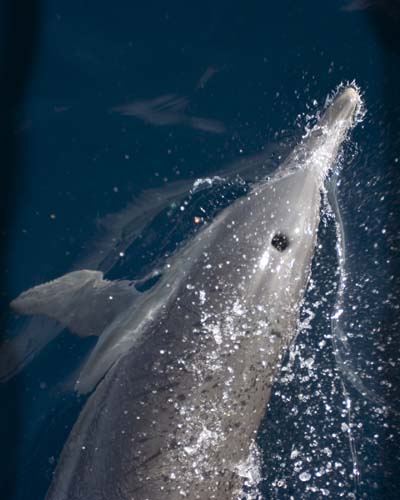 dolphin