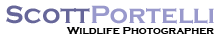 Scott Portelli Photographer