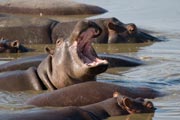 Hippopotamus