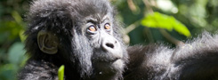 Mountain Gorilla