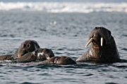 Walrus