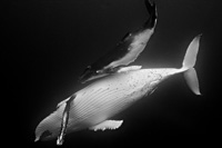 Humpback Whale