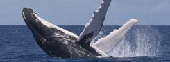 Humpback Whale Breaching