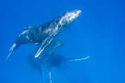 Whales