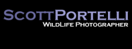 homepage