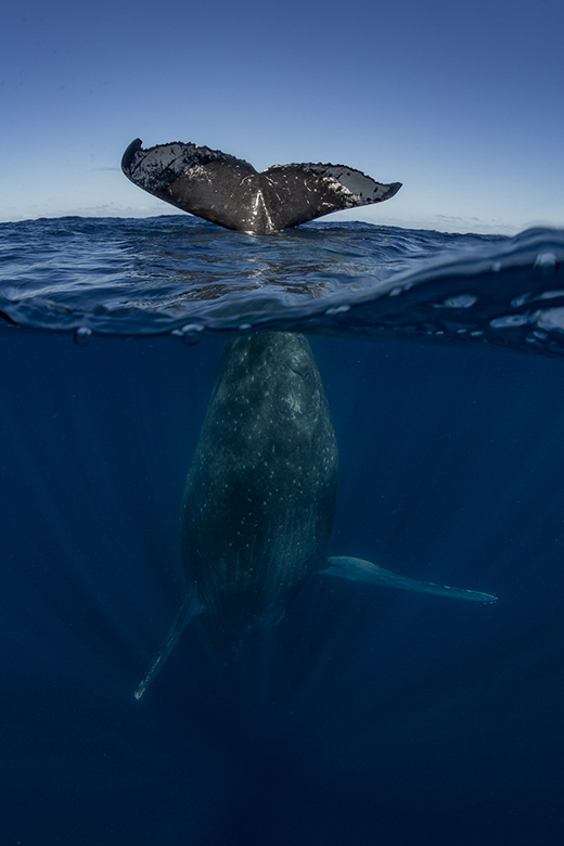 Humpback-whale-tail.jpg