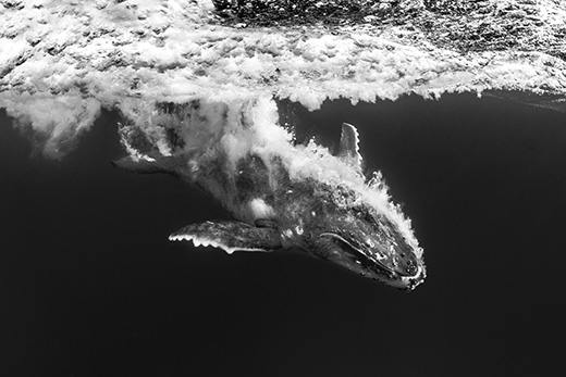 humpback whale calf crashes into the water with a stream of bubbles