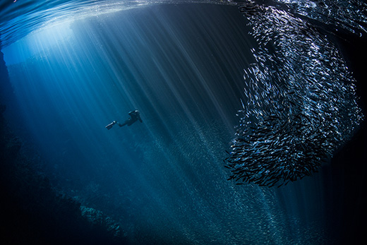 diver and school of fish by underwater photographer Scott Portelli