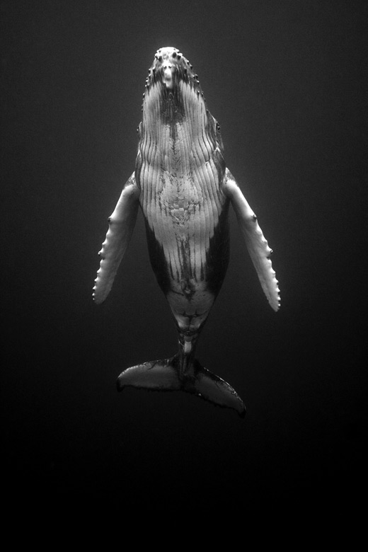 Ocean Geographic-Society-Photo-Journalism-2007-Humpbacks