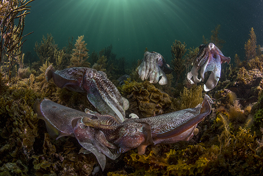 Giant Cuttlefish Aggregation in South Australia, award winning image by Scott Portelli