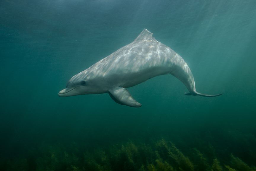 A bottlenose dolphin with part of its fin missing, photographed by Scott Portelli in South Australia