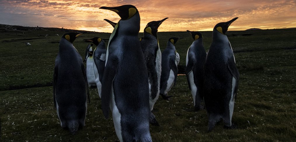 King penguins at sunset by wildlife photographer Scott Portelli
