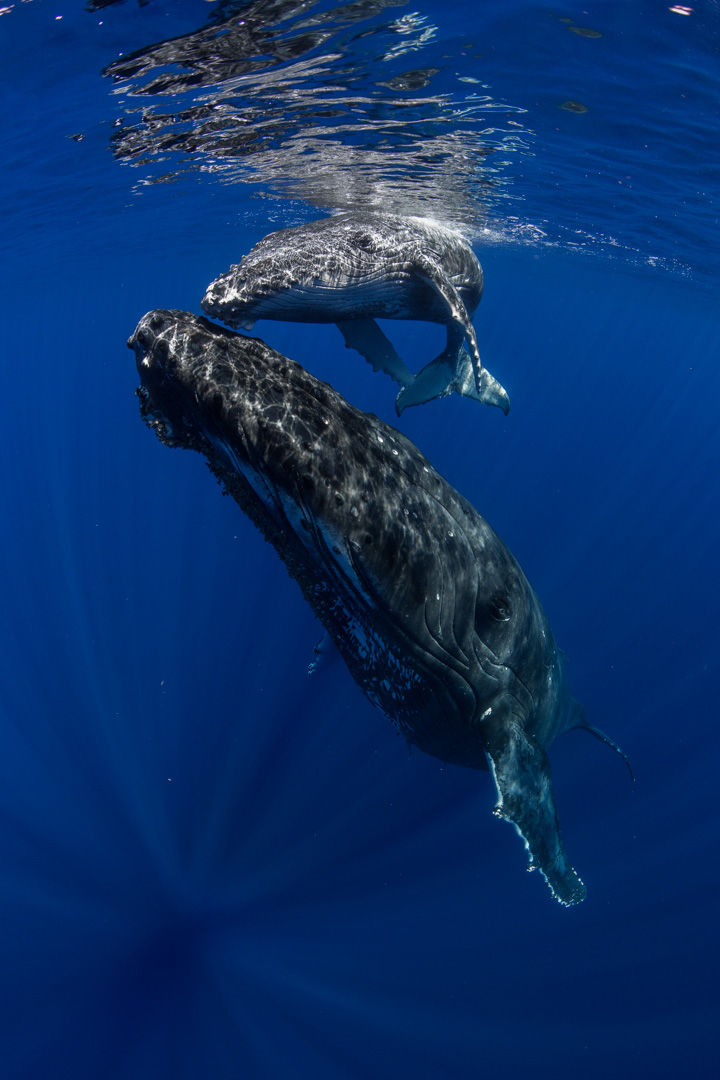 humpback whale mother and calf photographed on tour with scott portelli in 