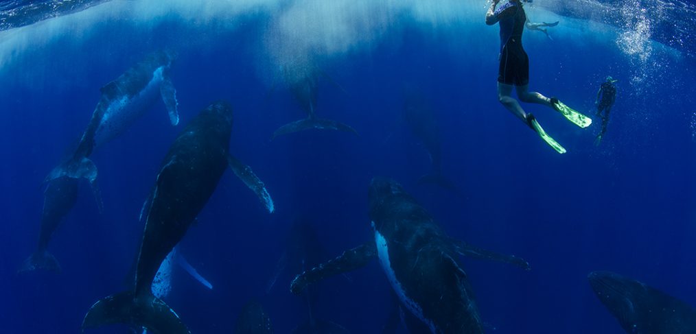 heat run humpback whales tonga