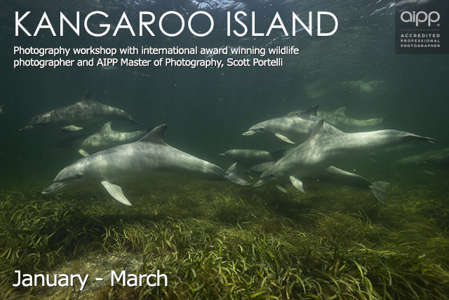 Kangaroo Island Dolphins
