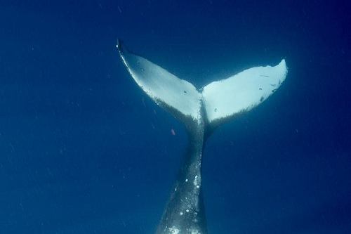 Whale tail from Tonga