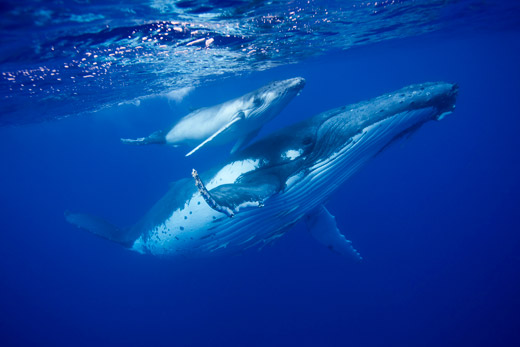 BUIF-2010-Humpback-Whale