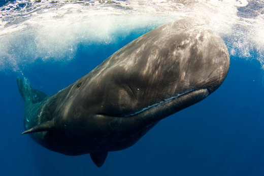 BUIF-Sperm-Whale-Azores