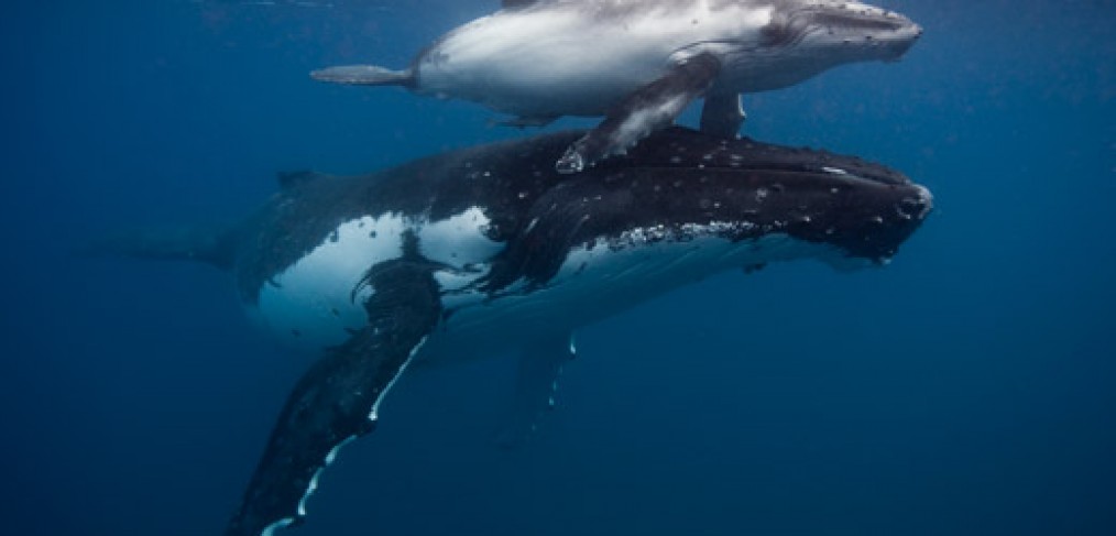 Humpback whale Mother and calf