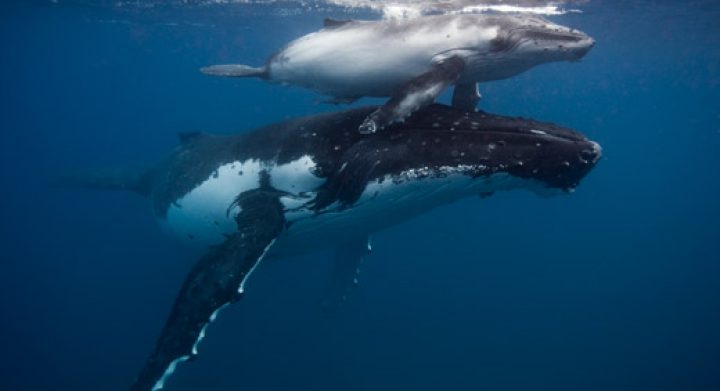 Humpback whale Mother and calf