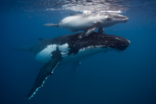 Humpback whale Mother and calf Tonga 2016