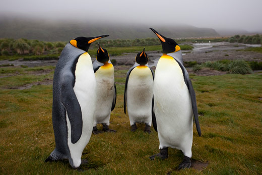 WPGA-King-Penguins