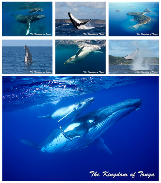 Humpback Whale Postcards