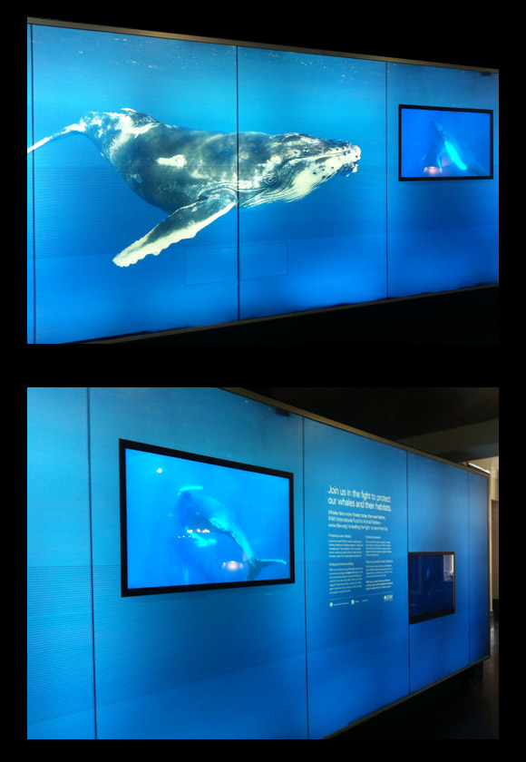IFAW - We're for Whales exhibition Sydney Customs House