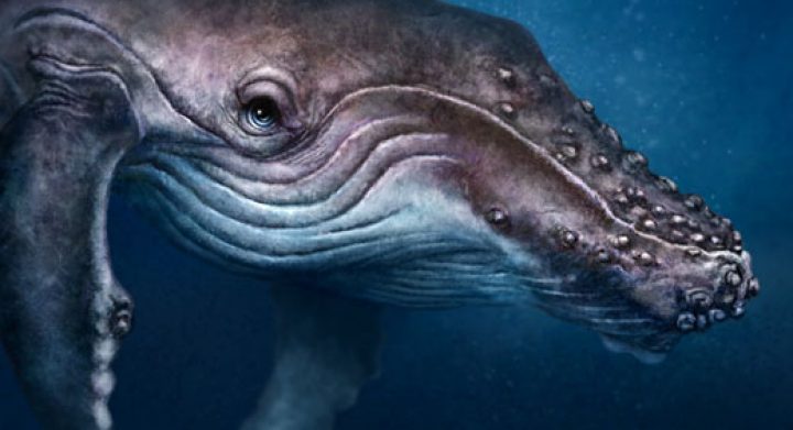 Humpback Whale Cartoon totem