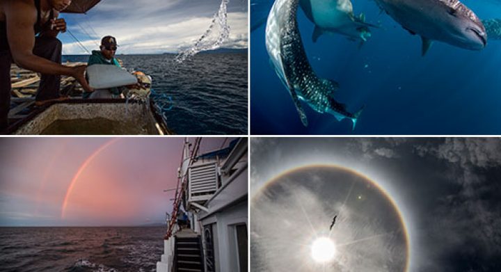 whale sharks Cendrawasih Bay