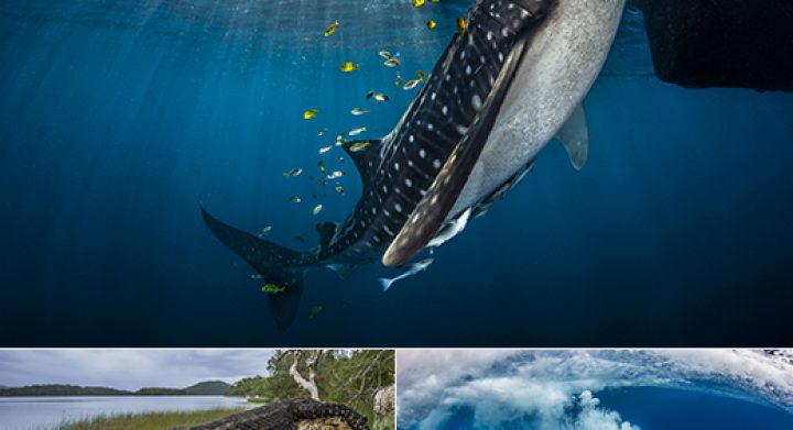 Silver-Awards-AIPP-NSW