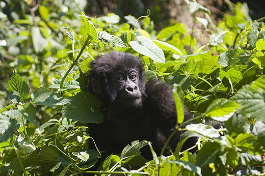 Gorilla Trekking Uganda Rwanda 2016