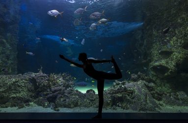 Yoga at aquarium