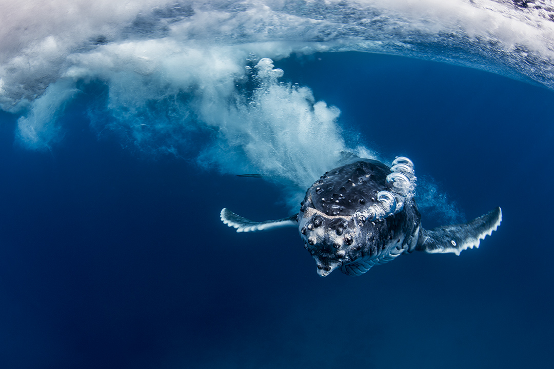 humpback whale underwater in tonga