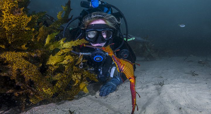 Weedy Sea Dragon and diver