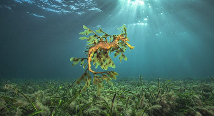 leafy sea dragon floating above seagrass with light rays in the background by underwater photographer Scott Portelli