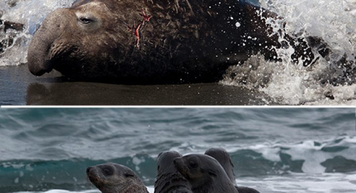 antarctica south georgia tour promotional poster
