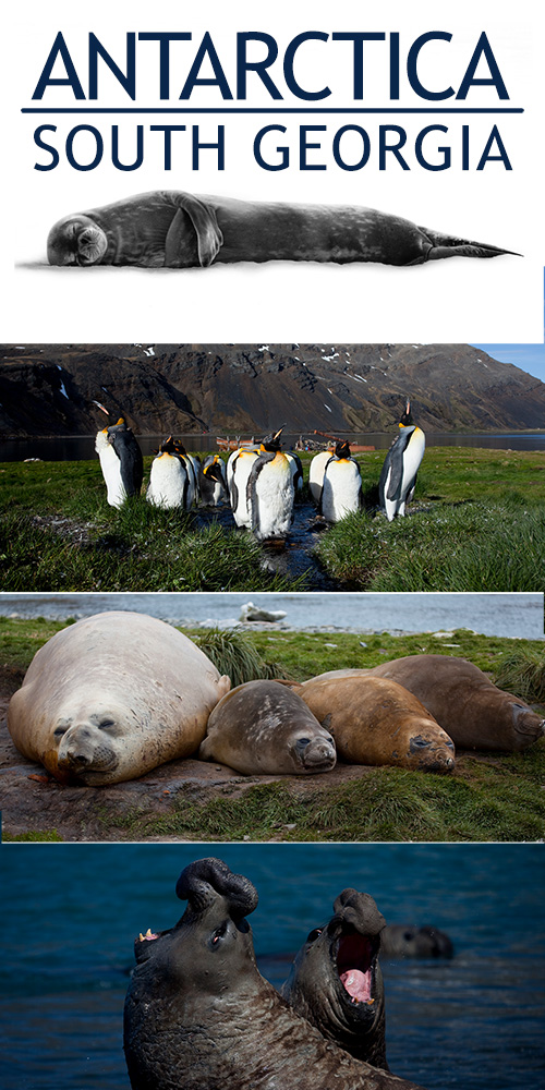 south-georgia-web-collage-penguins-seals-elephant-seals