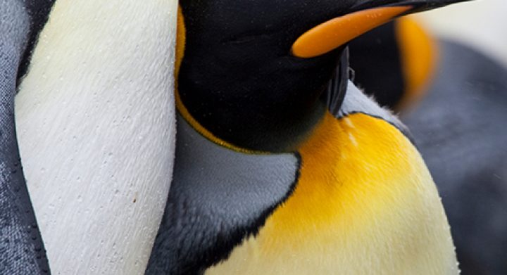 south-georgia-web-brochure